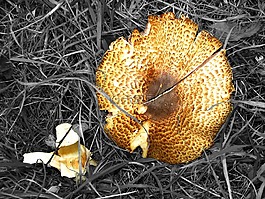 蘑菇,被毀,schirmling