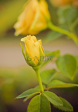 玫瑰,自然,鮮花