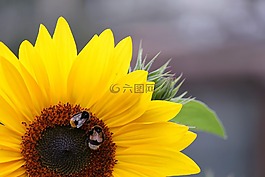 太陽(yáng)花,宏,開(kāi)花