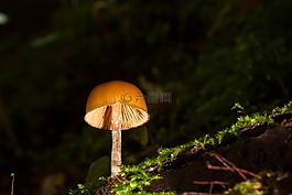 蘑菇,小蘑菇,海綿