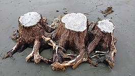 漂流木,樹墩,樹樁