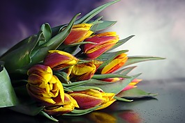 郁金香,郁金香花束,鮮花