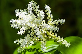 野花,白,花