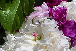 花,植物區(qū)系,自然