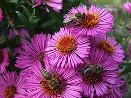 asters,蜜蜂,夏末