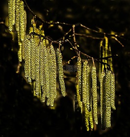 榛子,鮮花,性質(zhì)