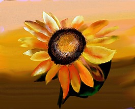 太陽花,花,開花