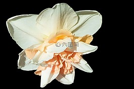 水仙,開花,喇叭水仙