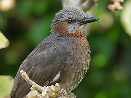 鳥類,動物,動物群