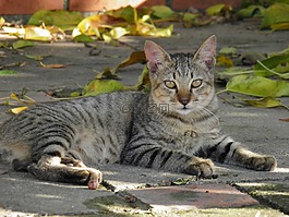 貓咪,寵物,動物
