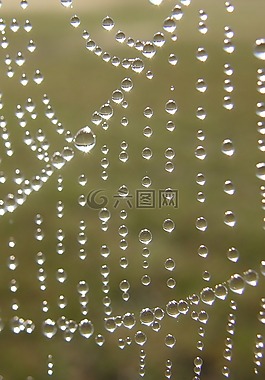 露珠,雨,露水