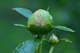 牡丹,芽,雨