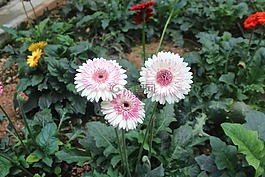 花,植物區(qū)系,自然