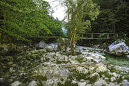水,注入,森林