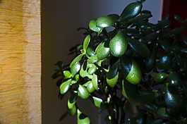 玉,植物,多汁