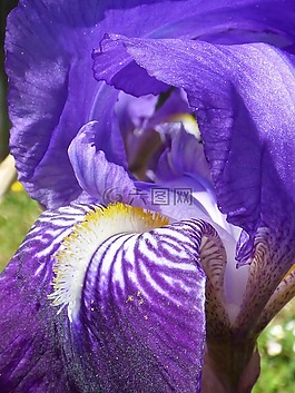 花,紫,虹膜
