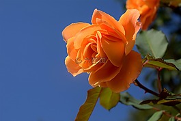 橙色,玫瑰,開花