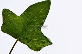 叶子,常春藤,厂