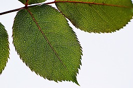 葉子,玫瑰,廠