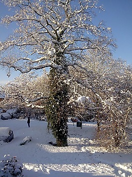 橡樹,樹,雪景