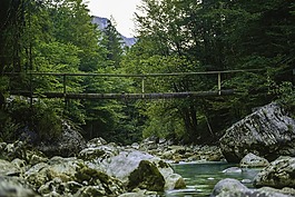 水,注入,森林