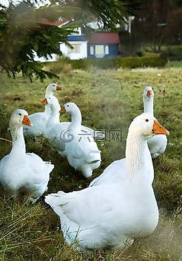 鵝,自然,動物