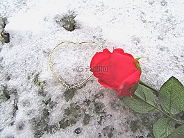 玫瑰,心,雪