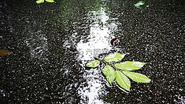 落葉,水,地面