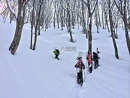 雪,日本,野生