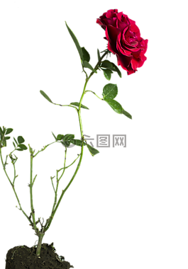 玫瑰,花,綠色