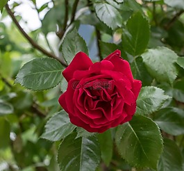 玫瑰,花,花瓣