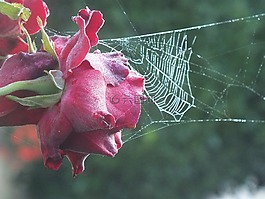 玫瑰,atlweibersommer,蛛網(wǎng)