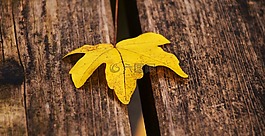 葉子,黃色,秋季
