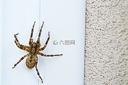 蜘蛛,昆蟲(chóng),大