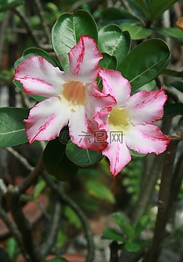 花,粉色,b