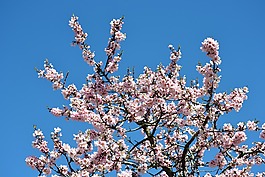 馬德里,第五米爾斯,杏仁花