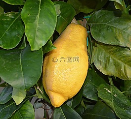 檸檬,柑橘,檸檬樹