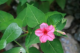 花,粉色,b
