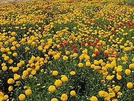 鮮花,野花,菊花