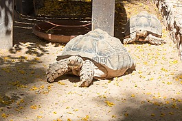 龜,動(dòng)物園,巨型龜