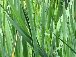 葉子,綠色,植物