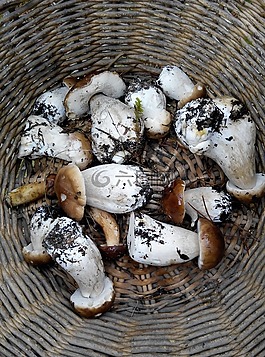 牛肝菌,索里亞,富
