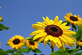 太陽花,夏季,花