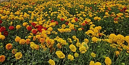 鮮花,野花,菊花
