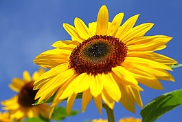 太陽花,夏季,花