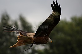 獵人,鳥,野生