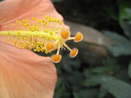 花,槿,黃色