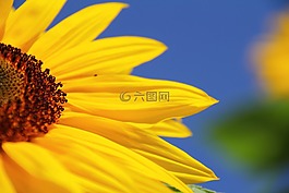 太陽花,夏季,花
