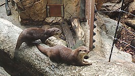 奧特,動物園,上野