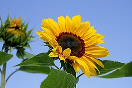 太陽花,夏季,花